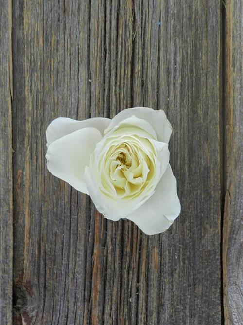 Alabaster  White Garden Roses